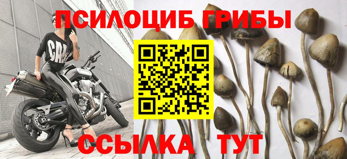 Алушта  Псилоцибиновые грибы Magic Shrooms  где купить наркоту  Вход с VPN 
